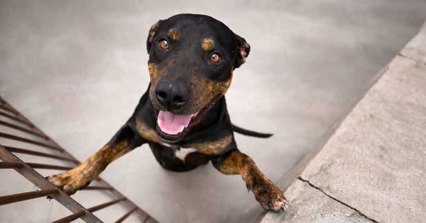 Caraguatatuba promove feira de adoção de animais