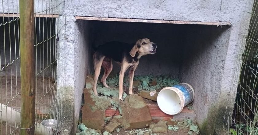 Cães são resgatados em situação de maus-tratos e tutor é preso em Ubatuba