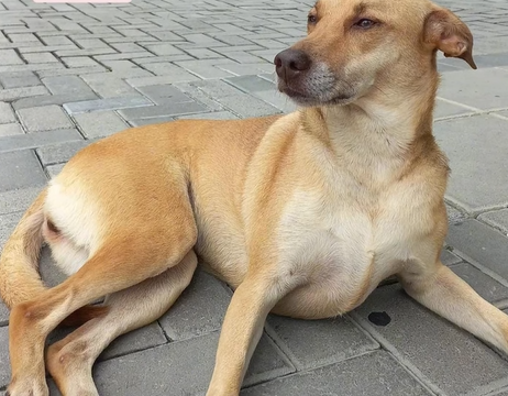 Cadelinha é vítima de abuso em Ubatuba