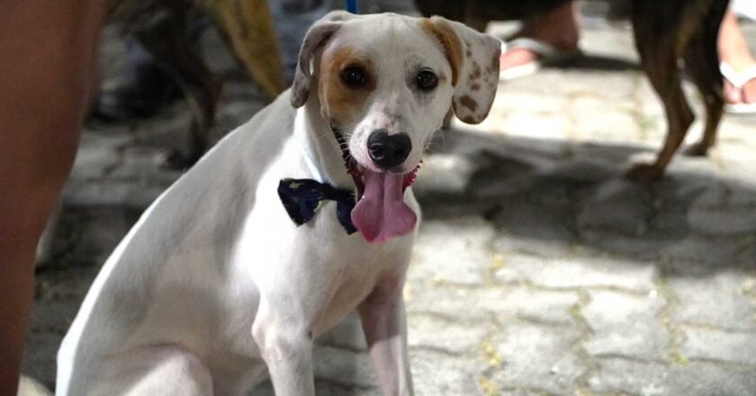 Centro de Referência Animal promove Feira de Adoção de Animais