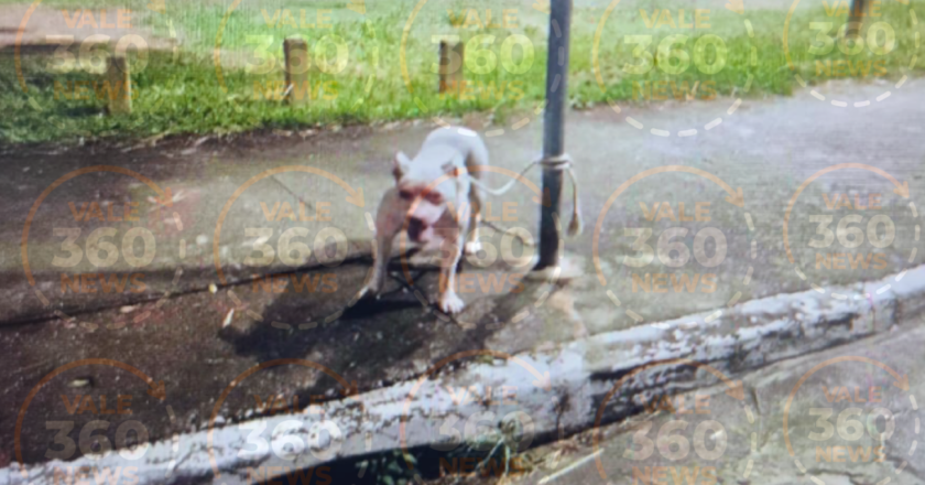 Pitbull solto ataca cadela e ameaça crianças em bairro