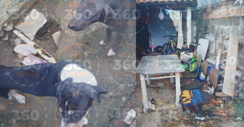 Cães em estado de magreza e sarna mobilizam autoridades em São José dos Campos. Entenda por que tutor não foi preso
