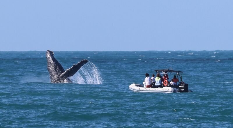 Ilhabela vence Prêmio Sebrae com projeto Cidade Amiga das Baleias