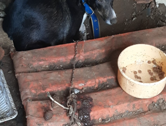 Tutor detido por maus-tratos a cadela em Pinda