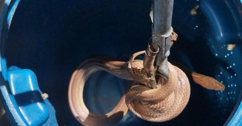 Cobra-d'água é capturada em residência de Caraguatatuba