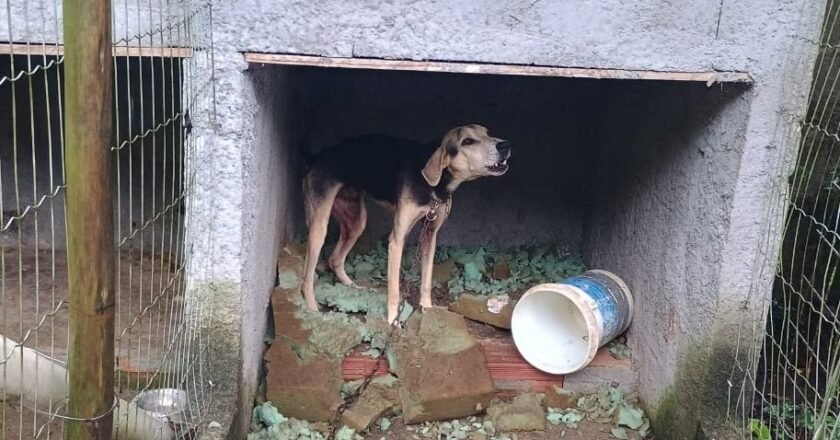 Cães em situação de maus-tratos são resgatados e tutor é preso em Ubatuba