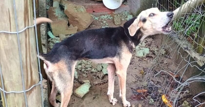 Homem é preso e multado por maus-tratos a animais