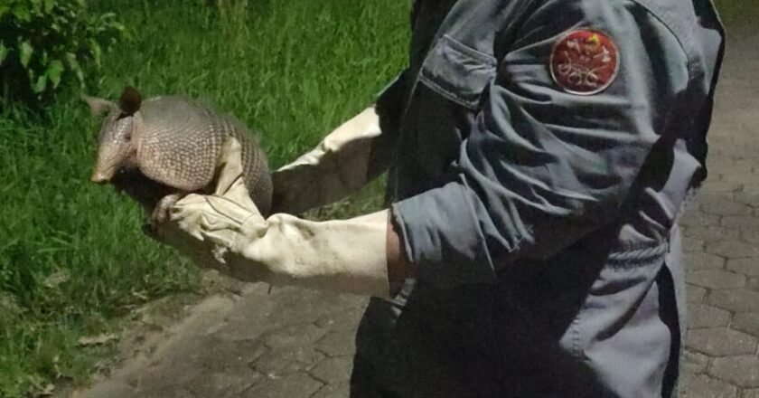 Bombeiros resgatam tatu em Caraguatatuba com sucesso