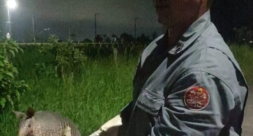 Bombeiros resgatam tatu silvestre do quintal de residência em Caraguatatuba