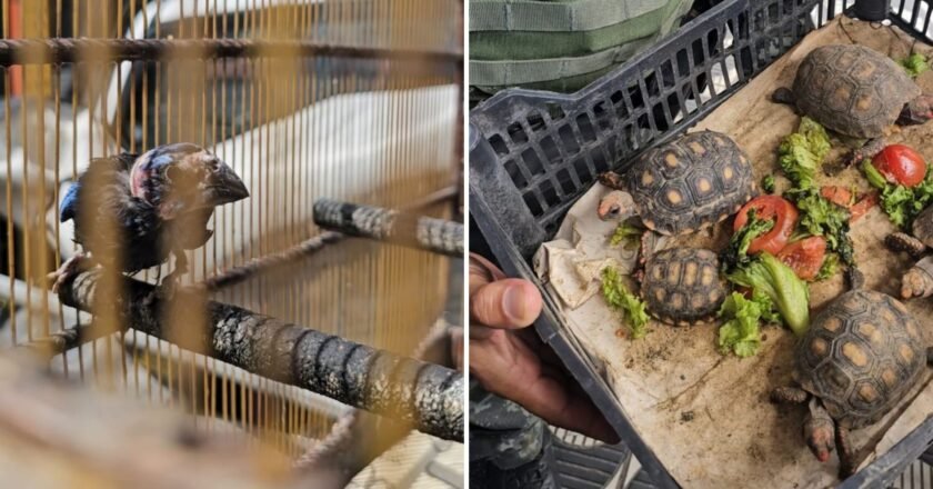 Animais silvestres são comercializados na Feira do Rolo de São Vicente; quatro pessoas são presas