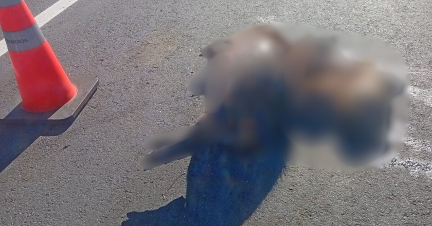 Capivaras são encontradas mortas na rodovia dos Tamoios