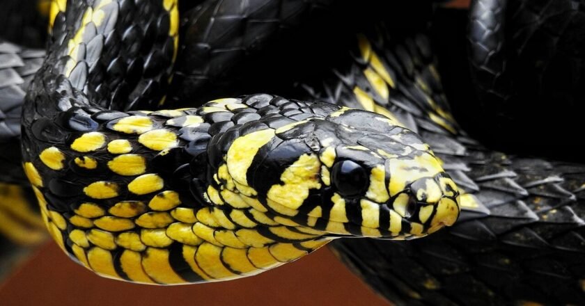 Cobra caninana: mitos e dieta reforçam papel ecológico