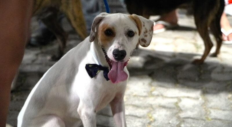 Feira de adoção de cães e gatos em Ilhabela