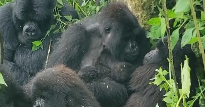 Nascimento raro de gêmeos gorilas surpreende parque na África; veja