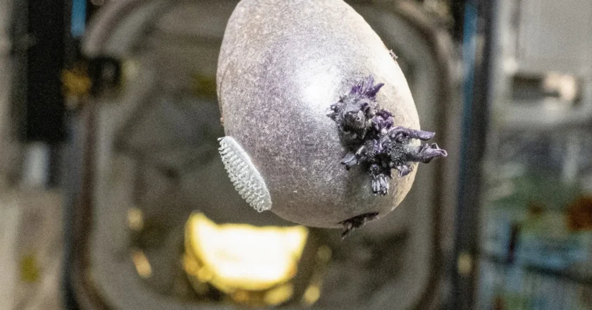 Astronauta mostra “batata alienígena” no espaço e viraliza