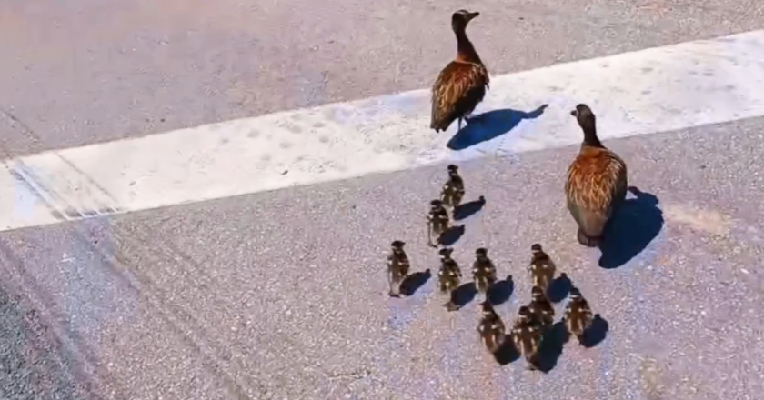 PRF intervém em travessia de filhotes de patos na Dutra