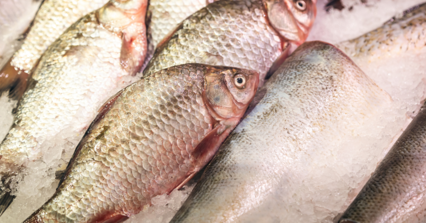Tilapia Lake Virus: doença viral afeta produção aquícola