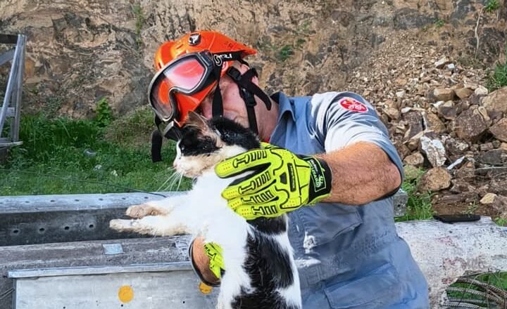 Gato ferido é salvo após ficar preso em estrutura de concreto em Ilhabela
