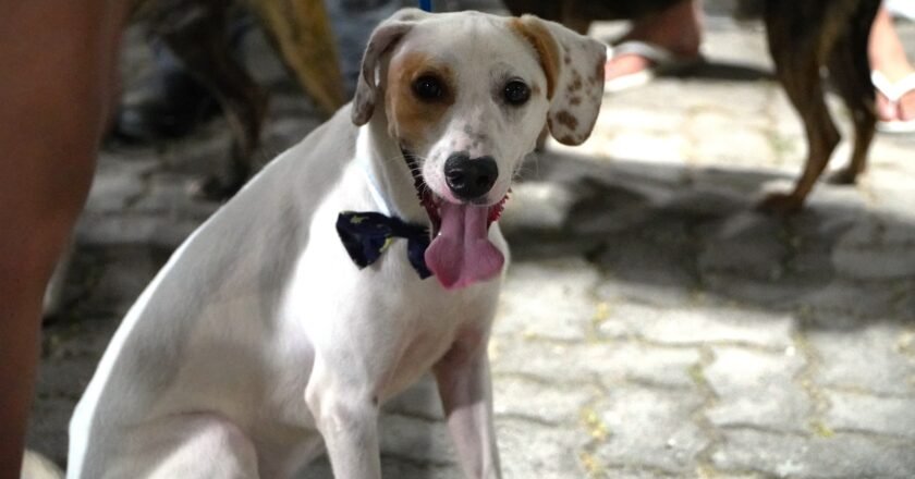 Cães e gatos castrados e vacinados aguardam adoção em Ilhabela neste domingo