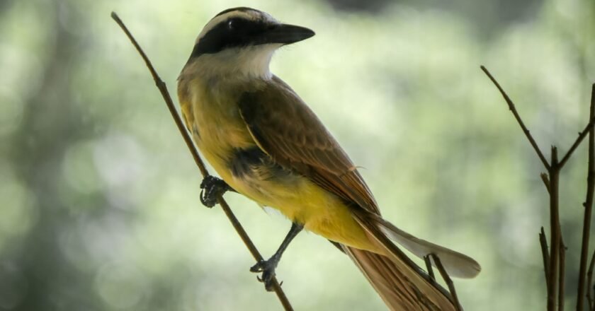 Bem-te-vi: espécie territorialista dominante nas cidades