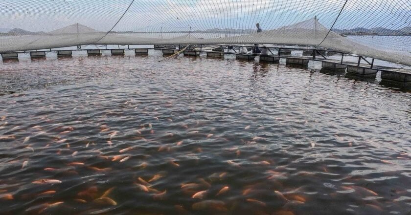 Vírus letal: o que muda para quem cria e consome tilápia em SP