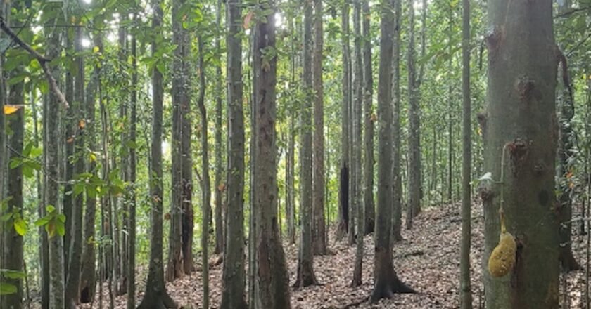 Jaqueira é árvore invasora que empobrece solo da Mata Atlântica