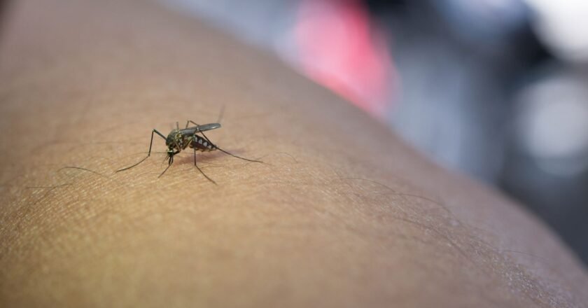 Ciência desvenda fatores que influenciam escolha de mosquitos