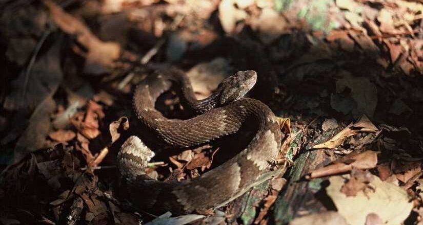 Jararaca de ilha do litoral de SP adapta dieta para sobreviver