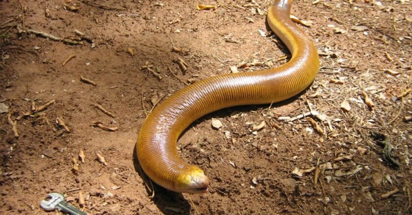 Cobra-de-duas-cabeças usa o próprio crânio para cavar e atrai cientistas