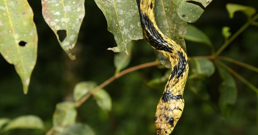 Biólogo Henrique desmente lendas da caninana: a cobra ‘voa’ e ‘dá chicote’?
