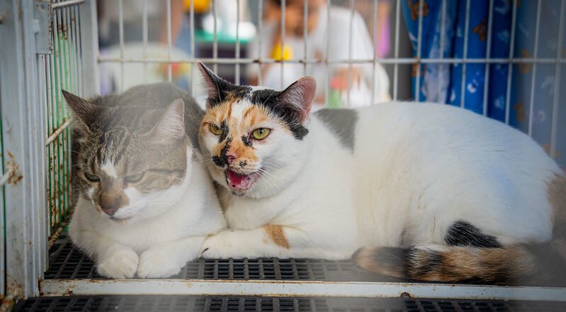 Feira de Adoção de Animais em Caraguatatuba