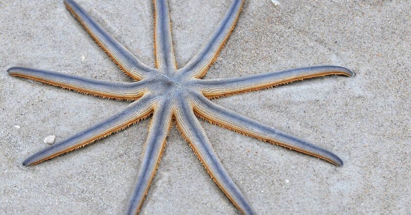 Estrelas-de-nove-pontas surgem no litoral de SP; saiba o que fazer se encontrar a espécie