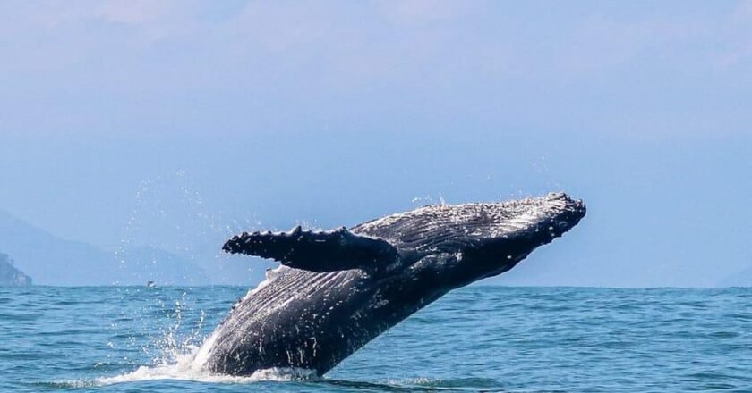 Ilhabela antecipa preparativos para temporada de observação de baleias