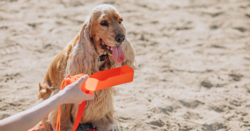 Dia Nacional dos Animais: cuidados essenciais para garantir o bem-estar dos pets na praia