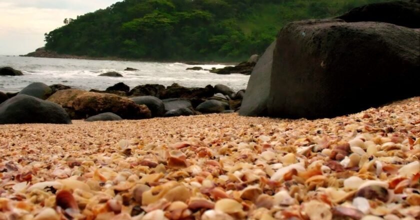 Praia das Conchas: veja a praia do Guarujá coberta de conchas