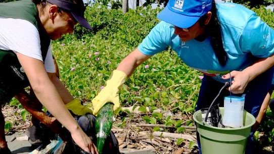 Praia do Porto Novo recebe mutirões de limpeza este fim de semana