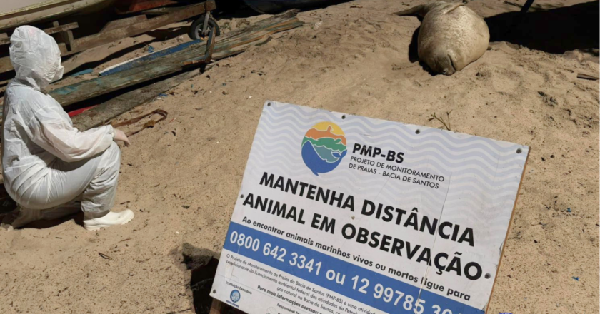 Instituto Argonauta monitora elefante-marinho em São Sebastião