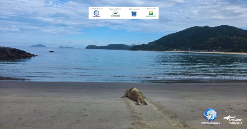 Elefante-marinho observado em São Sebastião após monitoramento
