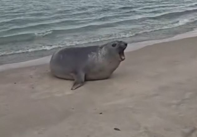 Elefante-marinho visita praia de Juquehy e surpreende banhistas