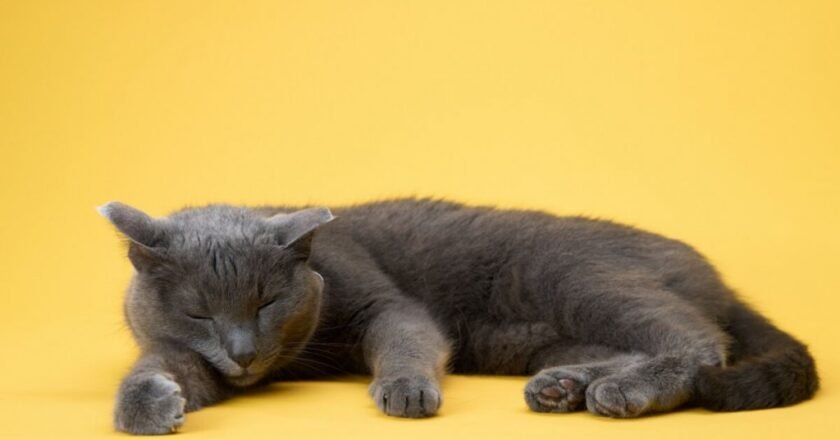8 curiosidades sobre o sono dos gatos que vão te surpreender