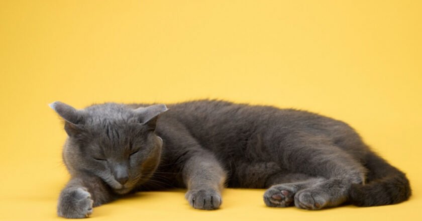 8 curiosidades sobre o sono dos gatos que vão te surpreender