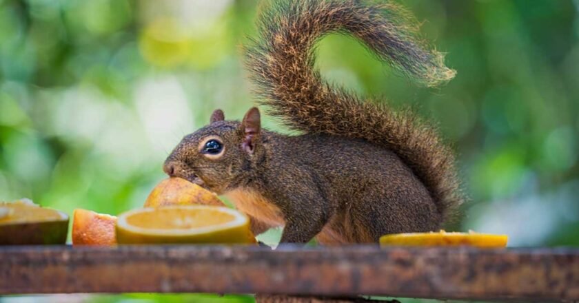 Parque do Juqueriquerê comemora 3 anos com festa inesquecível