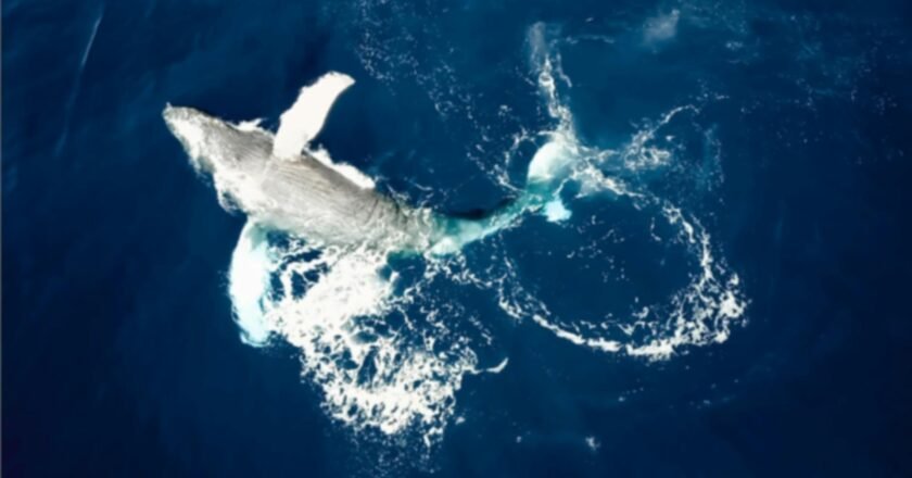 São Sebastião realiza 1º Baleia Week com foco