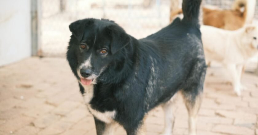 Feira de adoção de animais acontece em Caraguatatuba