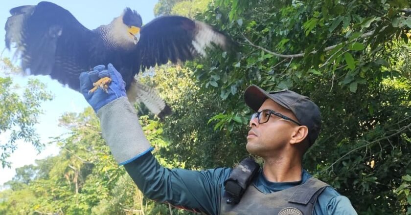 Quatro gaviões e outros animais retornam ao habitat