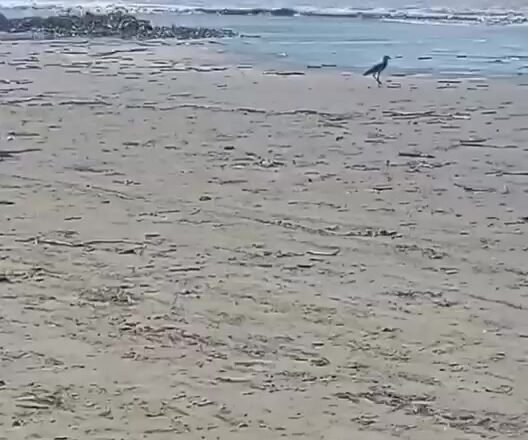Praia das Palmeiras em Caraguatatuba sofre com acúmulo