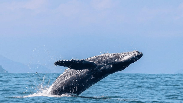 Ilhabela se prepara para temporada de baleias mais lucrativa