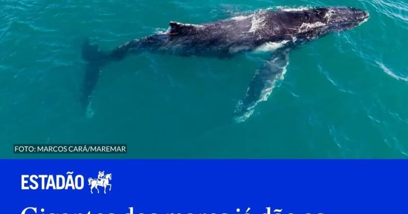 Baleias-jubarte chegam a Ilhabela neste outono