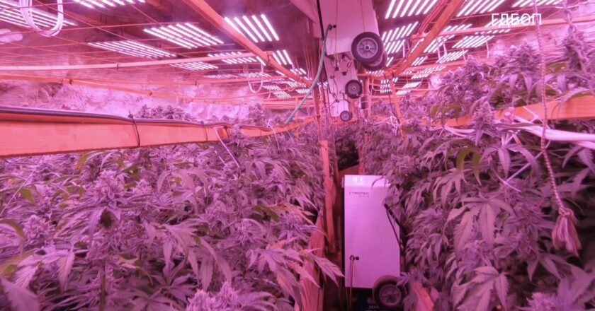 Polícia descobre fazenda de maconha em mina búlgara