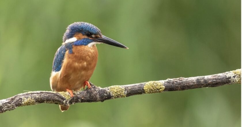 Bertioga abre excursão de observação de aves